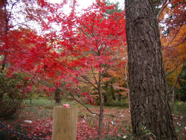さらに紅葉は続き