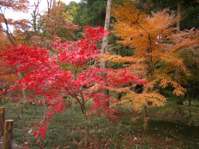 うんざりしてきたので<br />このあと<br />平林寺「お墓拝見」<br />なぞして<br />いにしえをおしのびあれ