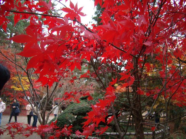 ど-だこれでもか