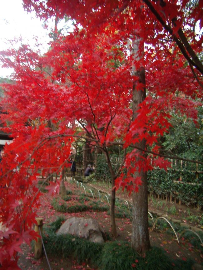 まだまだまいらぬか