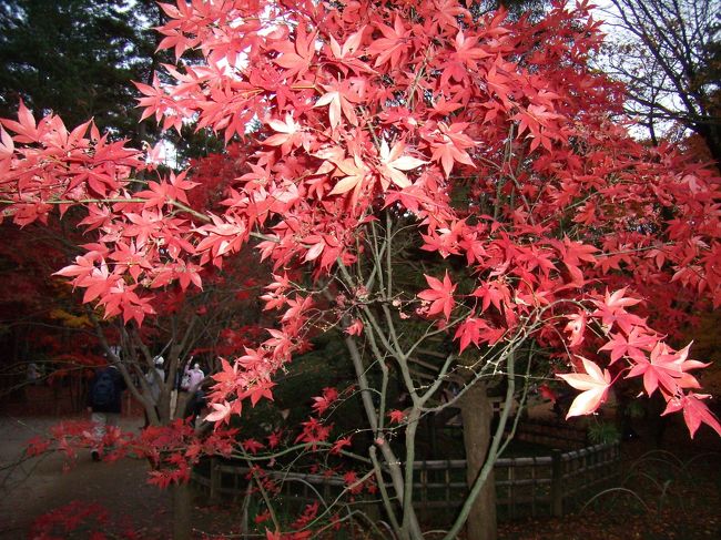 散々紅葉を堪能し<br />恐れ入ったにより<br />これにて<br />本日のでっちあげ平家物語<br />「平林寺御幸」も終わんぬ