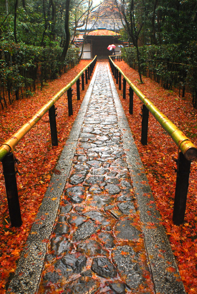 a.m.6時過ぎ、京都に到着するなり雨が降ってきた。<br /><br />私が京都に行く日は大抵雨。<br /><br />写真を撮る身としては　フットワークを軽くしたくて<br />晴れる日を願うんだけど<br />雨だと人が少ないから　それはそれでいいか。<br /><br />まず、京都駅内の雑穀カフェで作戦会議。<br />どこに行こうか決めてなかったので、ガイドブックとにらめっこ。<br /><br />結構そういうお客さんがいて　勝手に仲間意識が働いた。<br /><br /><br /><br />まず向かったのが、散紅葉が有名な高桐院。<br />｢そうだ、京都へ行こう｣のポスターにもなっている。