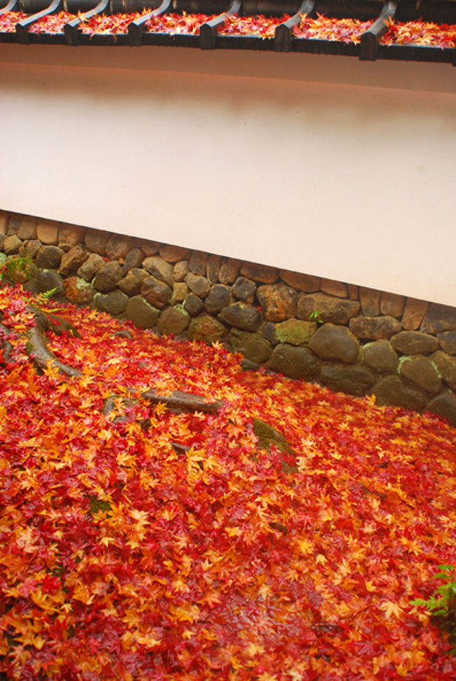 縁側からトイレに行く途中。<br /><br />この場所の紅葉は　ピンクっぽい赤と黄色で<br />若々しさがあふれていた。