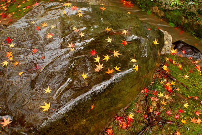 石に降り注いだ葉。<br /><br />雨だと　こういうのが見られるからいいね。