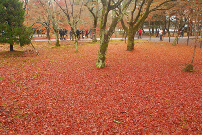 南禅寺の散り紅葉。<br /><br />まるで赤いじゅうたんが敷いてあるよう。