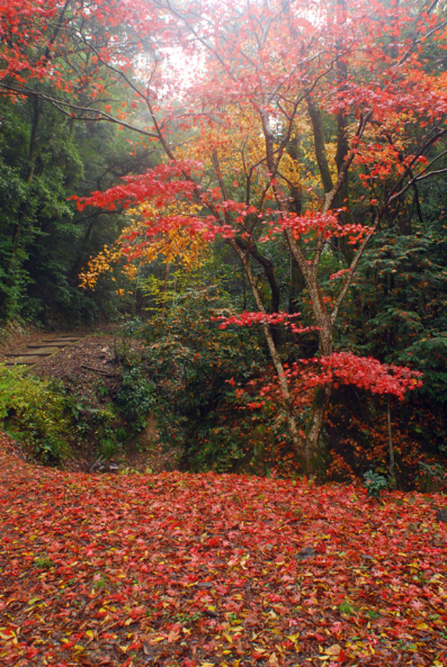 墓地の更に奥には<br />観賞用の紅葉ではなくて<br />だたそこにある、自然な紅葉の景色があった。<br /><br />墓地の奥は　にぎやかな南禅寺とは打って変わって<br />誰も人がいない。<br /><br />この向こうには　どんな景色が待っているんだろう？<br /><br />好奇心＞不安。<br /><br />行ってみよう。