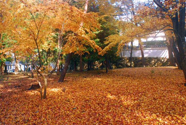 南禅寺→永観堂に向かう出口。<br /><br />散り紅葉、きれいだな。<br /><br />そういえば　雨がいつの間にか上がってた。