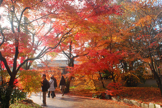 南禅寺から永観堂に行くと通る道。<br /><br />この木々の横に幼稚園がある。<br /><br />こんな絶好の場所に通う幼稚園生は<br />きっと季節感豊かな子どもなんだろうな。