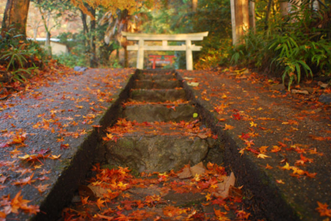 哲学の道から若王子神社に行く道を更に上がったら<br />白い鳥居、その奥に赤い鳥居があった。<br /><br />この周辺も紅葉がすごくきれい。<br />人は全然いなくて　行った人だけがわかる、穴場。<br /><br />その手前に「女性の１人歩きは危険」の看板が。<br /><br />でも、私以外に２組の女性１人客がいたのでホッ。