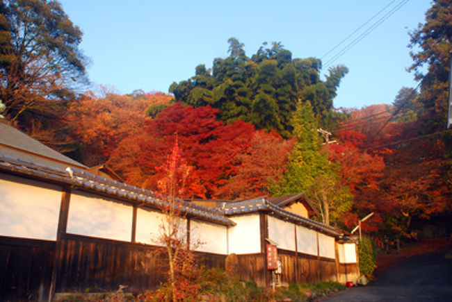 穴場の紅葉を遠目から。<br /><br />夕日に照らされちょっと懐かしいかんじに。