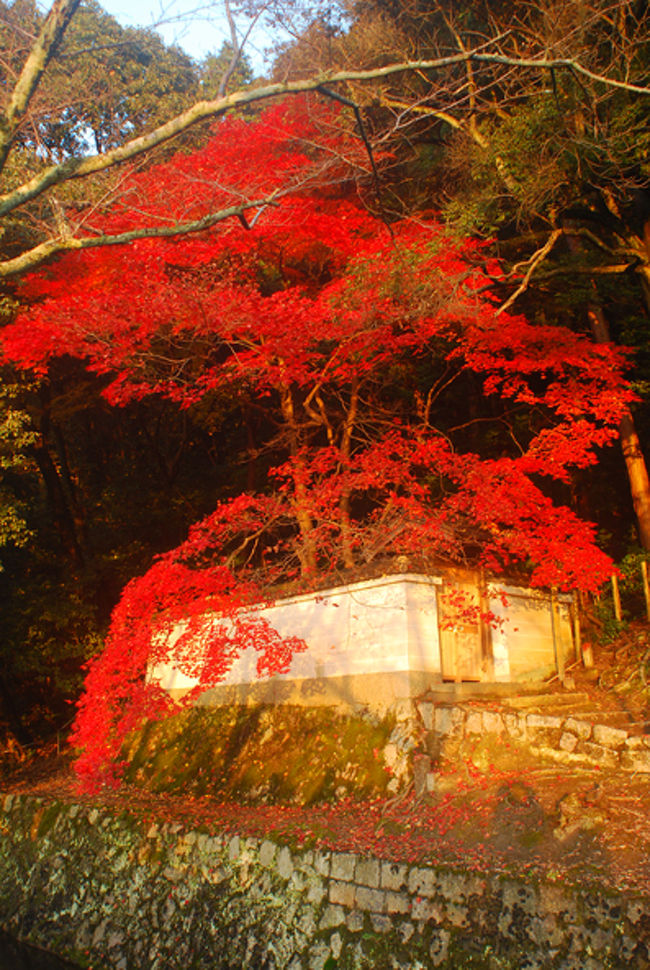 哲学の道で　ひときわ真っ赤に燃えていた紅葉。<br /><br />今年見た紅葉の中で一番赤かった。