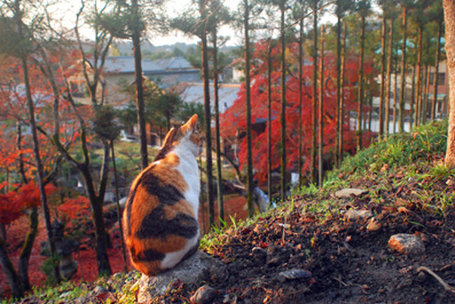 紅葉をみながらしんみりする猫。<br /><br />猫も思い思いの気分に浸りたいとき、あるよね。