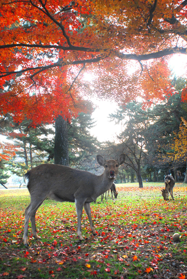 昨晩は　天理にある『ビジネスホテルやまべ』に宿泊。<br />安田大サーカスのくろちゃん似の男性が迎えてくれ、ドキドキしていたらめちゃくちゃいい人だった。<br />私がカメラ持ってたの見て、写真撮れそうな奈良の見所までネットで探してプリントしてくれた。<br />ありがとう、くろちゃん。<br /><br />天理付近の紅葉スポットと奈良公園に行こうと思ったけど、くろちゃんの勧めもあり、奈良公園１つに絞ることにした。<br /><br />奈良公園に着くなり迎えてくれたのは、鹿。<br />見てると目を合わせてくれるんだけど、カメラを向けると目をそらす。<br /><br />この、恥ずかしがり屋〜笑。