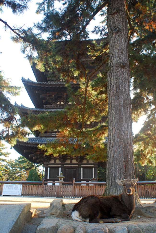 五重の塔と鹿。<br /><br />どうしてもこのコラボが撮りたくて<br />鹿を追いかけていたら<br />私の行動を見抜いたのか、ナイスポジションに腰をおろしてくれた。<br /><br />ありがとう、鹿。