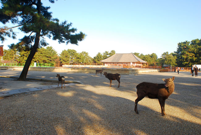 広大な敷地の奈良公園。<br /><br />鹿はあちこちにいる。