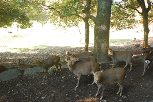 湖の向こう側に行き、歩いていると<br />鹿だらけの場所に出た。<br /><br />なに見てるのよ〜<br /><br />と言わんばかりにみんなに見られ、赤面。