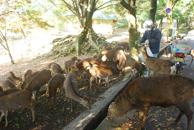 レタスをあげるおじさんが登場。<br /><br />群がる鹿たち。<br /><br />鹿せんべいをあげている人もいたけど、<br />せんべいを差し出したら　鹿、逃げた。<br /><br />人通りが多いところにいる鹿はせんべいを食べるけど<br />鹿の聖地みたいな、人の少ないこっちの鹿は食べないんだね。