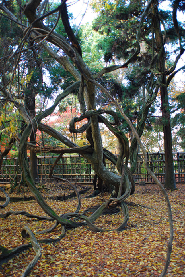 春日大社付近の道端にあった木。<br /><br />ぐねぐね渦を巻く、生命力の強さに圧巻。