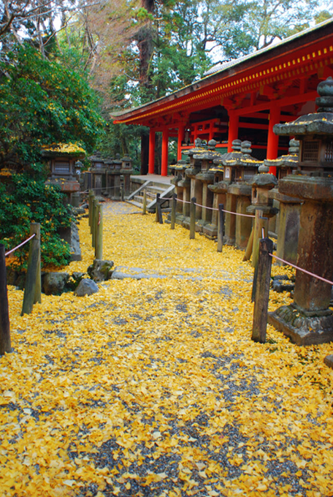 春日大社と散り紅葉。<br /><br />ちょっと色が悪いね。<br />でも修正は手間がかかるのでそのまま載せます。