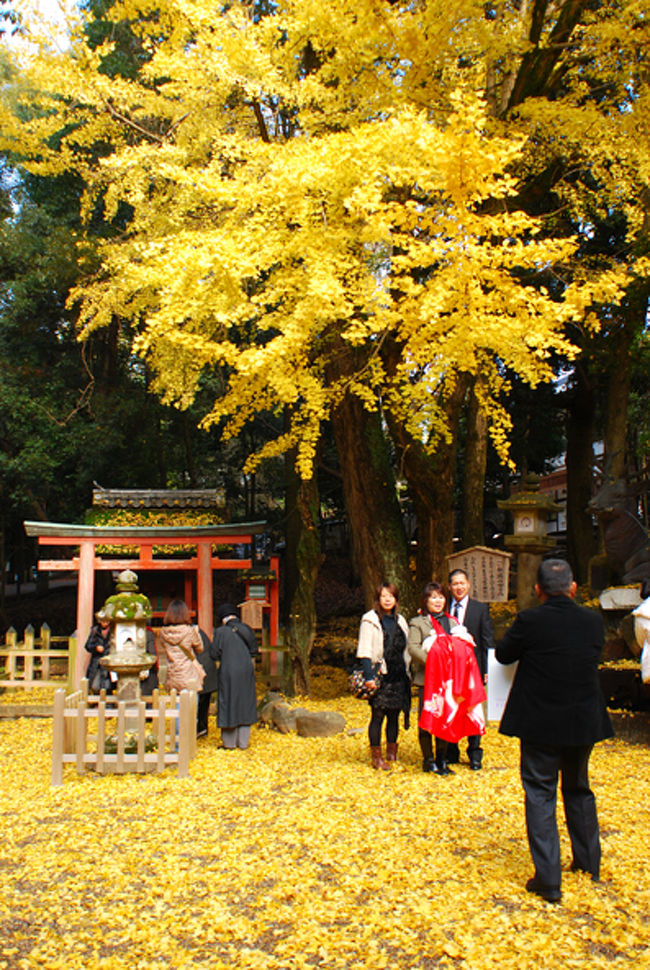 七五三のお参りに来ている人もちらほらいた。<br /><br />ひときわ目立つ強い黄色の銀杏の下は<br />和やかな空気が流れている。