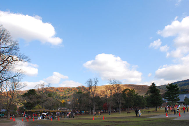奈良公園。<br /><br />この低い山、まさに奈良っぽい。