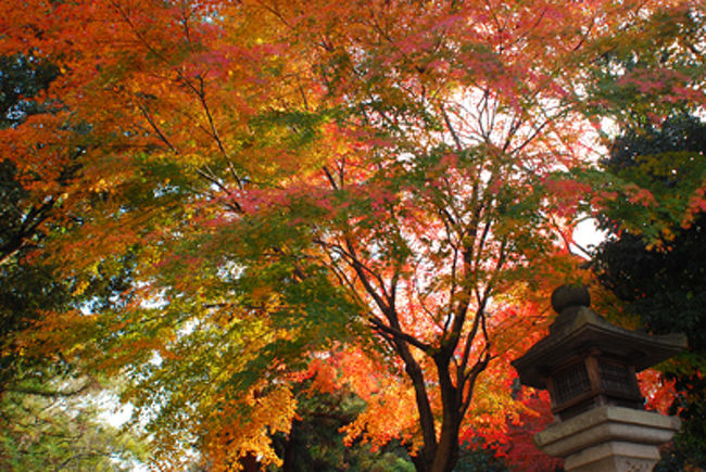 奈良県民のマラソン大会があって、時間がないのに道がふさがっちゃってかなりの時間、立ち往生。<br /><br />その合間に　緑の葉に赤いシロップを漬けたような<br />きれいな紅葉を発見。
