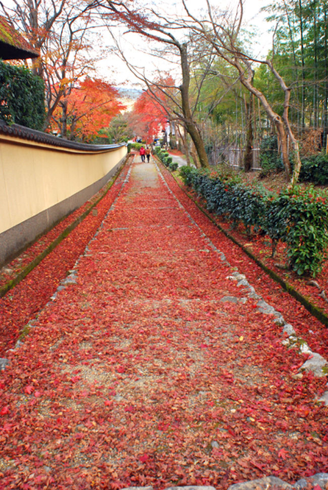 嵯峨嵐山の祇王寺に行こうと張り切って行ったら<br />祇王寺前の散紅葉がからからに枯れていて、入る気をなくす。<br /><br />気を取り直して、散歩することに。<br /><br />写真は、歩いてたら見つけた赤いもみじのじゅうたん。<br /><br />自分の力でナイススポットを見つけると嬉しくなる。