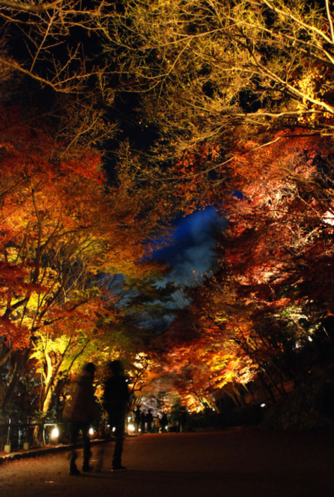清水寺のライトアップ。<br /><br />結構枯れていたけど、ライトアップされるとやっぱりきれいだね。