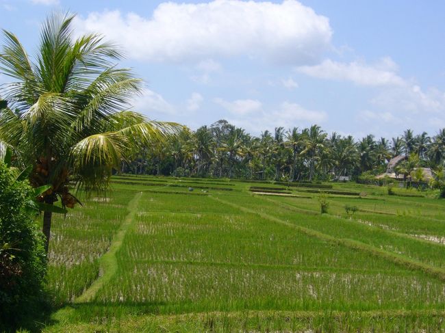 田んぼ！！！<br /><br />いい風が吹いて、気持ち良い。<br />しばしボーッ。<br />こういうところで1ヶ月位暮らしたら、もっとおだやかな気持ちで今後の人生送れるかなぁ、とか、いろいろと考えてしまいました(笑)