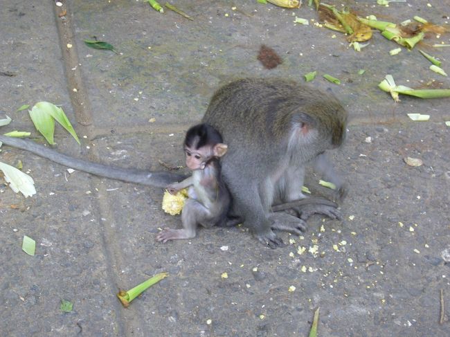 モンキーフォレストなだけあって、お猿さんもそこかしこに。<br />お猿の赤ちゃん。小さくって可愛い〜！！