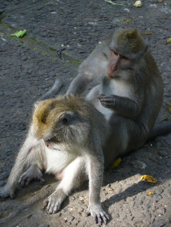 お猿の夫婦。<br />仲睦まじく、オスがメスのノミ取りしてあげてます。<br />ほのぼの。