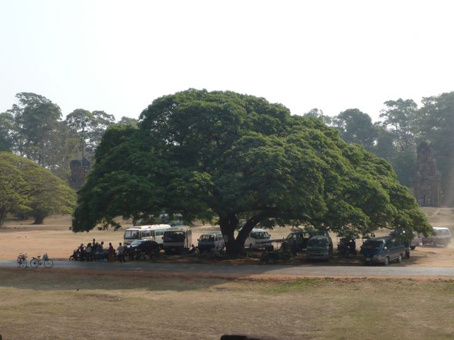 この木なんの木並