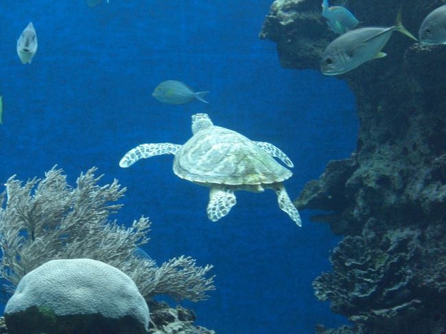 最後の展示室で出会ったカメ。<br />サービス精神旺盛なカメさんで、何度も私たちの前を行ったり来たりしてくれました。私はカメが優雅に泳ぐ姿を初めて見ました。私にとって、ドラゴンボールの最初のほうで、悟空がカメを助けて、その後海で亀仙人と出会うシーンが印象的なのですが、その悟空が助けたカメにそっくりだったような・・・・