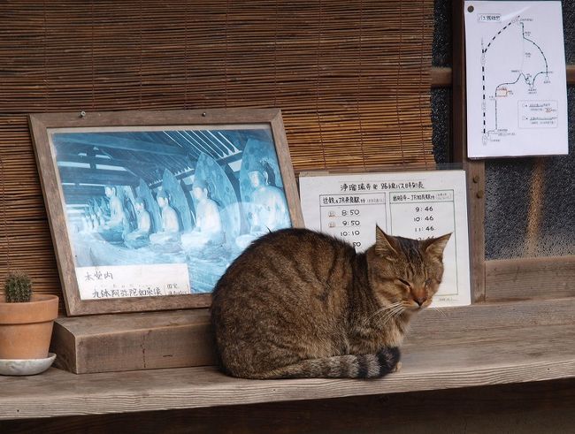 　　なんだい。。猫君