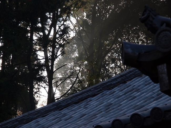 木々間から陽の光