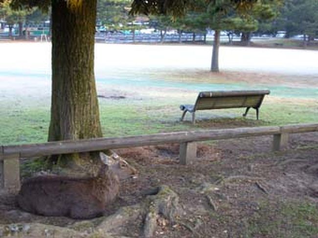 まだ人気のない早朝の公園…と思ったら先客が！！