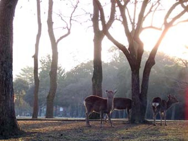 古来より神の使いとされた奈良公園の鹿は手厚く保護され、約1200頭が自由自在に闊歩してるのだ。