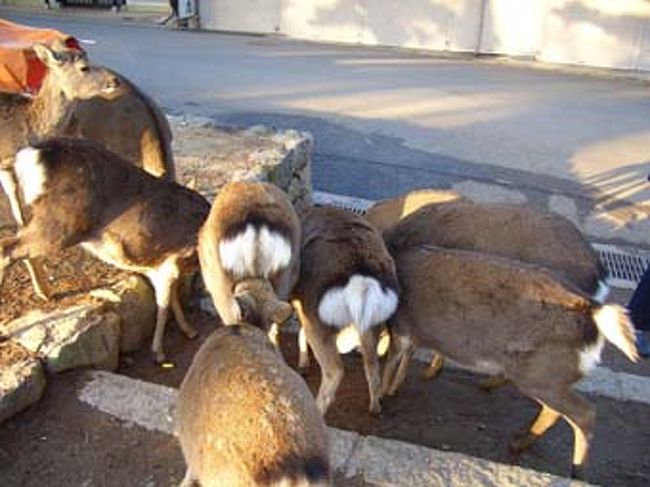 おじさんがやって来て、餌（キャベツ？）をポイポイまいていた。おしり白くてカワイイな…