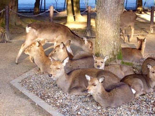 どこに行ってもこの通り鹿、鹿、鹿のオンパレード。もはや公園のなかにおさまる気ないよね？