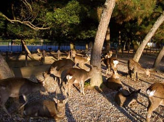 あまりにもなにげなく、とにかく鹿がいっぱい。。<br />だんだんこれが普通に思えてくる…のだろうか。