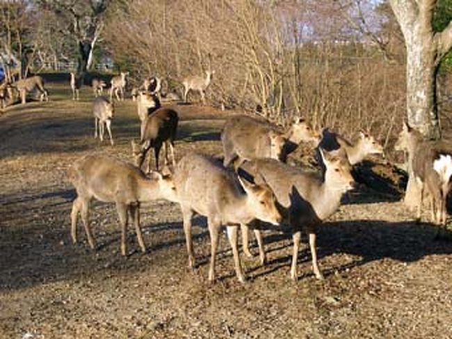 鹿、しか、シカ…！
