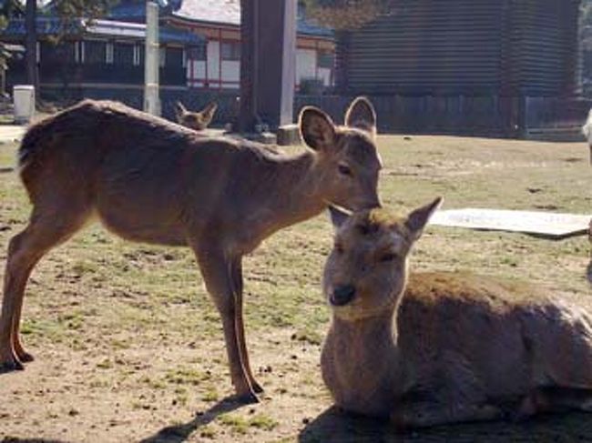 親子？　和んでますねぇ。奈良は鹿だけじゃないっていったって、、やっぱり鹿かなぁ。