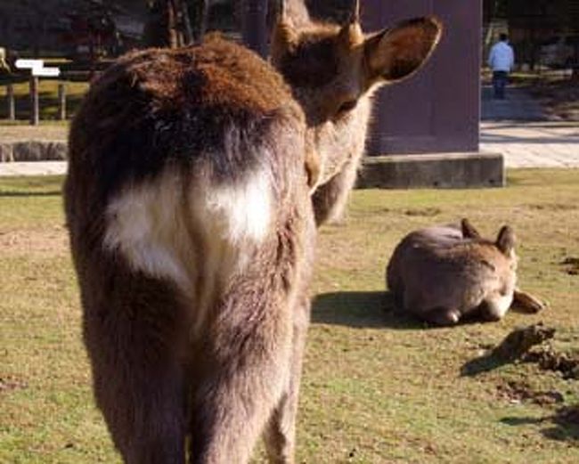 意外とおしゃれな（？）おしりちゃん