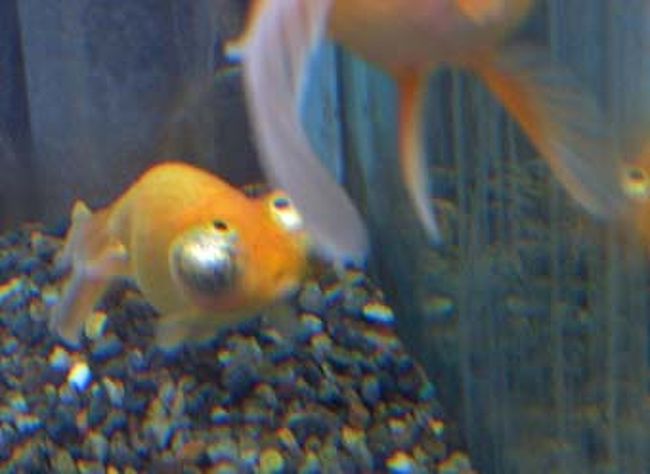金魚養殖のメッカ大和郡山にて。出目金ってどういう仕組みなんだろ。常にびっくらこいた顔。