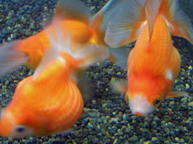 こちらの金魚たちは、いま流行りのメタボ風かな？