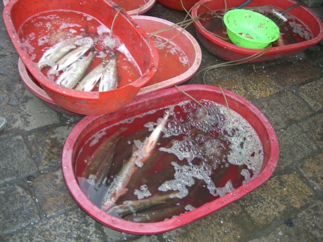 魚も売ってますがまさかあの汚い水路で釣ったのかな