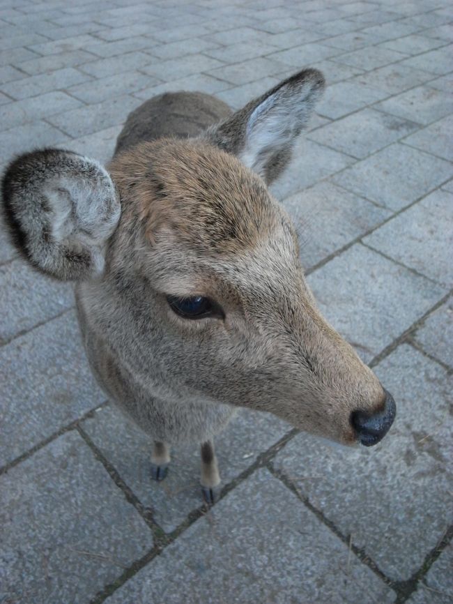 鹿さま。