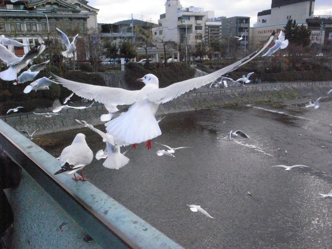 元旦いきなり鳥がすごかった。