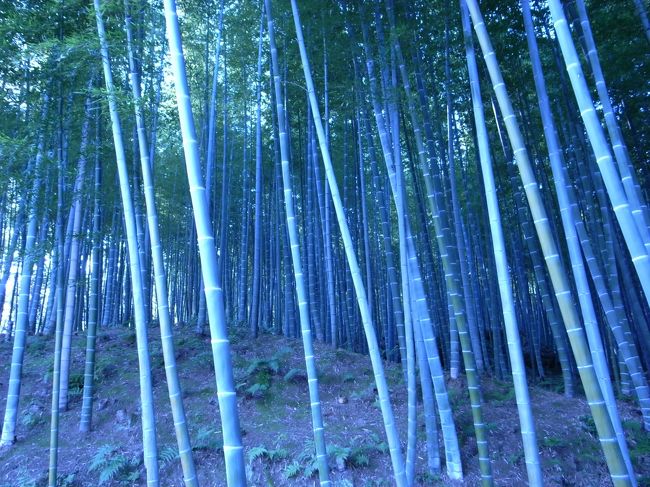 竹林。<br />マイナスイオンでてますな。