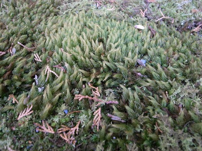 見たことないコケ多数発見。